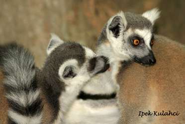 Ipek Kulahci- Lemur grooming